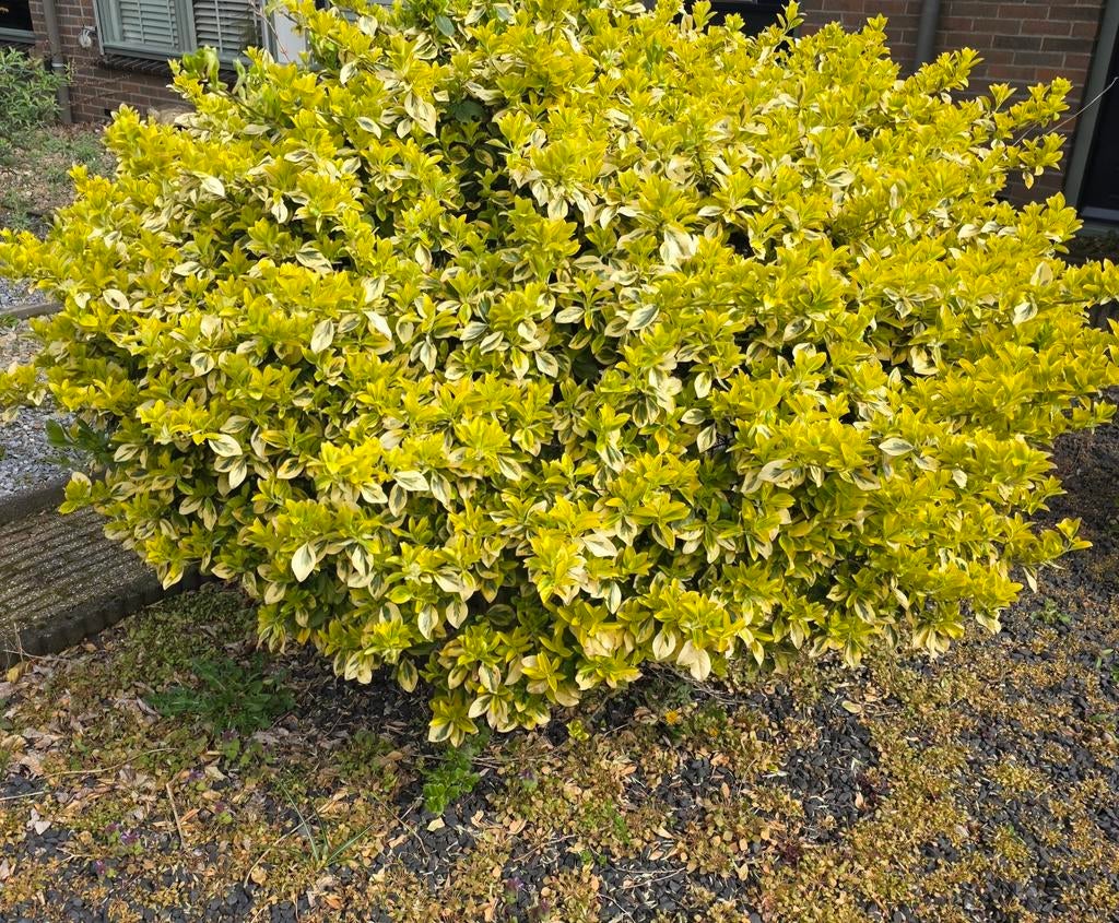 Japanse Kardinaalsmuts, Ophalen, Overige soorten, Halfschaduw