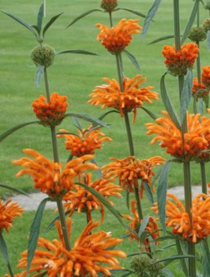 ca 450 (1gr) zaden, Wild Dagga - Leeuwestaart € 2,00, Verzenden, Voorjaar, Volle zon, Zaad