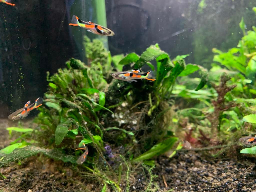 Endler guppen mannetjes, Dieren en Toebehoren, Vis