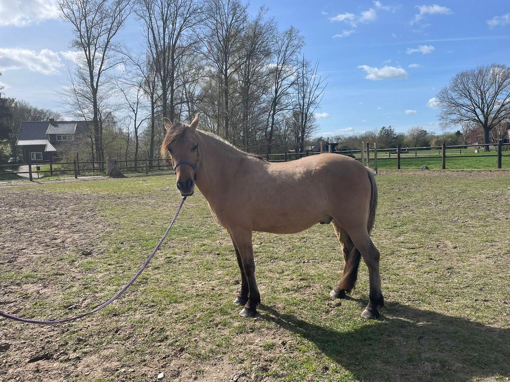 Te koop: 2 jarige ruin kruising Fjord x New Forest, Dieren en Toebehoren, Pony's, Met stamboom, Ruin, 3 tot 6 jaar, C pony (1.27m tot 1.37m)