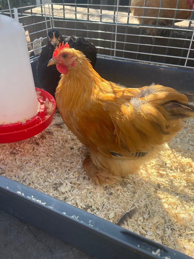 Mooi Cochin haantje, Mannelijk, Kip