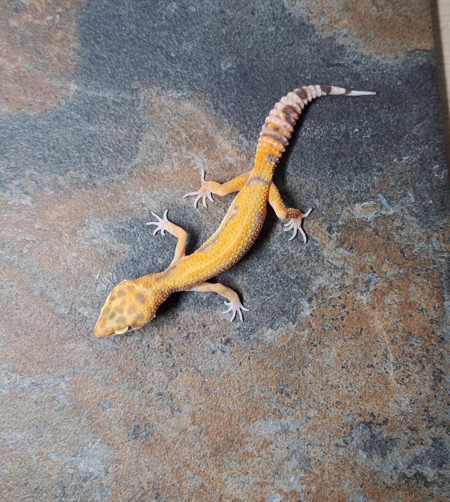 Luipaardgekko Tangerine Tremper albino Leopard Gecko - female for sale from Sandra