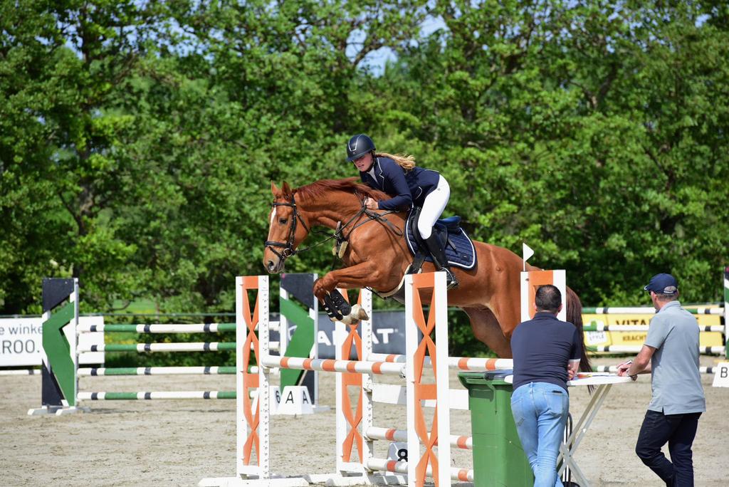 Lieve allrounder, Dieren en Toebehoren, Paarden, Springpaard, Met stamboom, Ruin, L