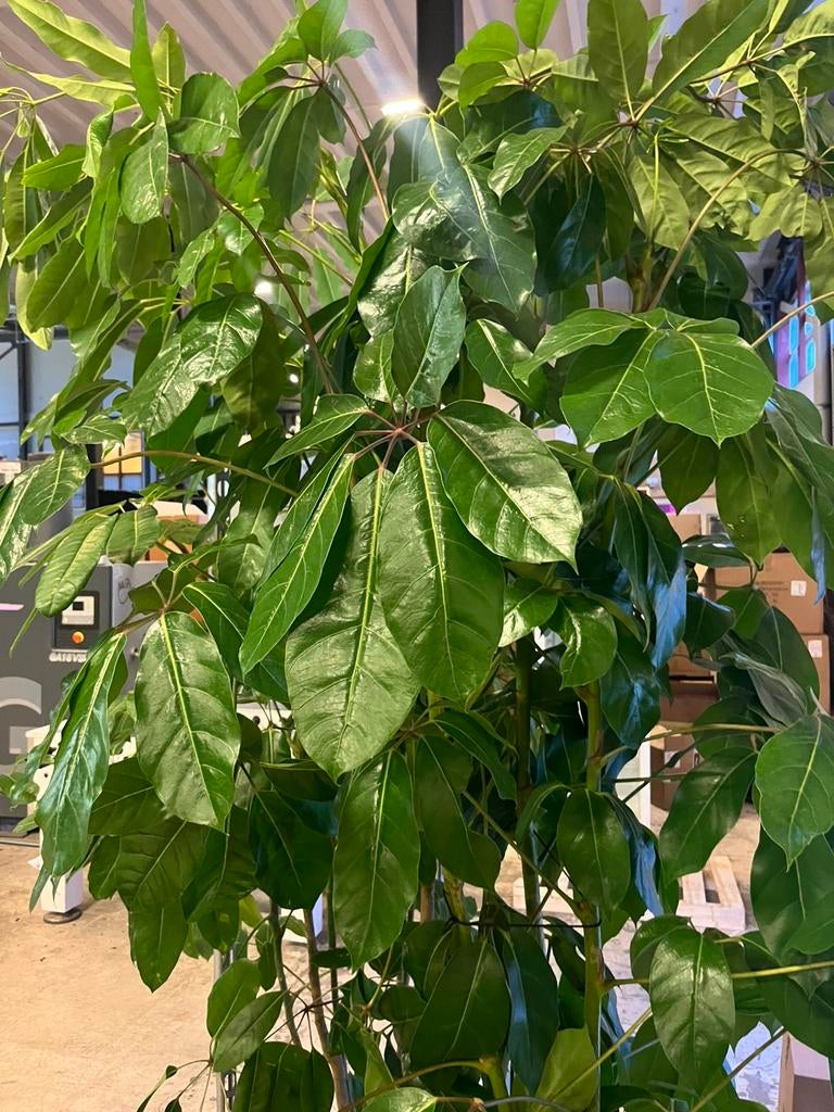 Hele grote volle schefflera – 250-300cm, Ophalen of Verzenden