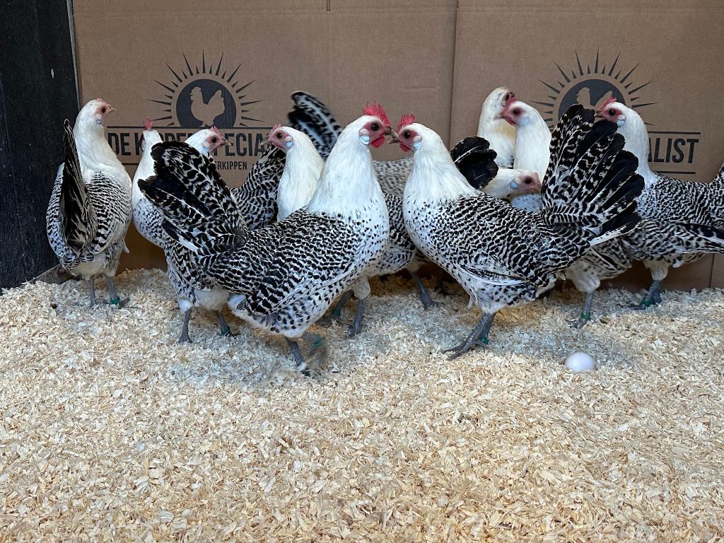 Jonge tamme Friese Hoen kippen gesekst & ingeënt, Dieren en Toebehoren, Vrouwelijk, Kip