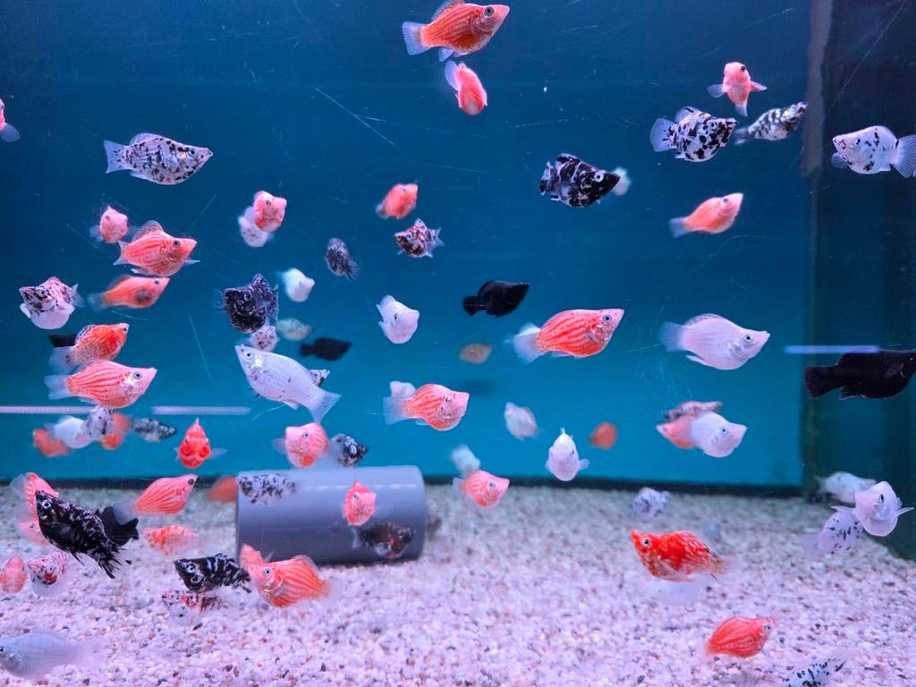 Balloon Molly mix - Koidreams Viswekerij, Dieren en Toebehoren, Vis, Zoetwatervis