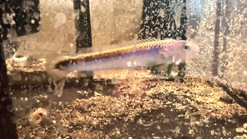 Kleurrijke Tegelvis Oreni te koop, Vis