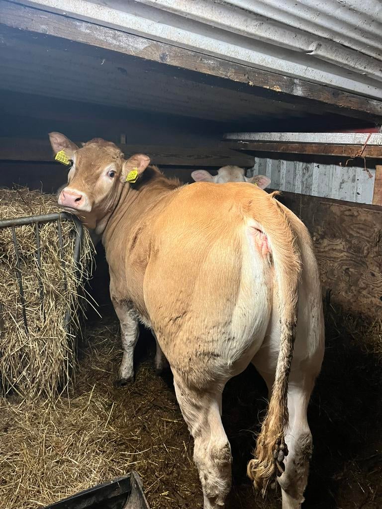 Blonde vaars, Dieren en Toebehoren, Runderen, Vrouwelijk