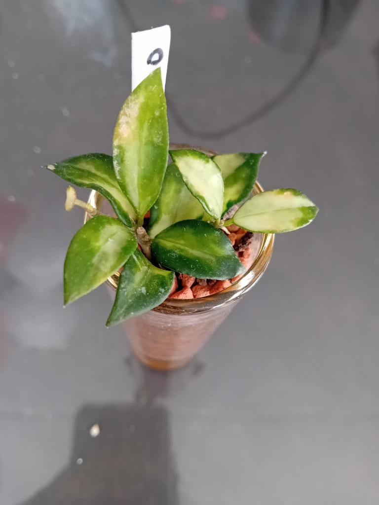 Hoya Lacunosa tricolor bruno stekje., Ophalen of Verzenden, Halfschaduw, Minder dan 100 cm