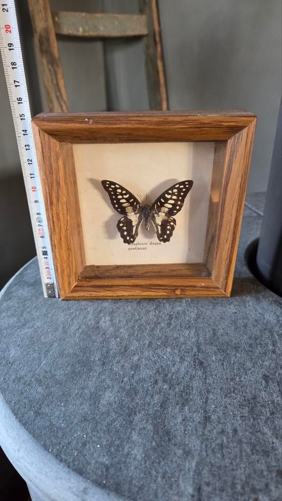 Opgezette vlinder in lijstje, Ophalen of Verzenden