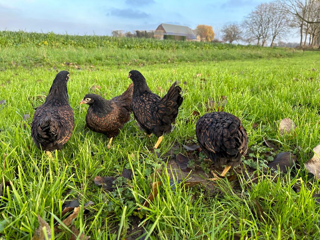 Jonge tamme barnevelder kriel kippen gesekst & ingeënt, Dieren en Toebehoren, Pluimvee, Vrouwelijk, Kip