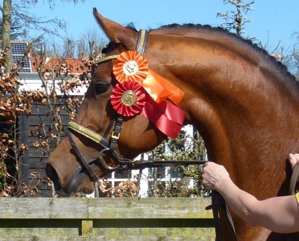 Russische Arabisch volbloed hengsten ter dekking, Hengst