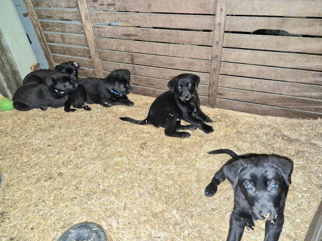 Puppy's labrador x duitse herder( nog 1 reutje beschikbaar), Dieren en Toebehoren, Parvo, 8 tot 15 weken, Meerdere, Meerdere dieren