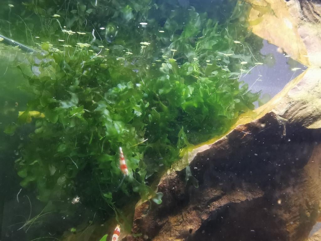 Levermos, Dieren en Toebehoren, Ophalen, Nieuw, Plant(en), Steen of Hout