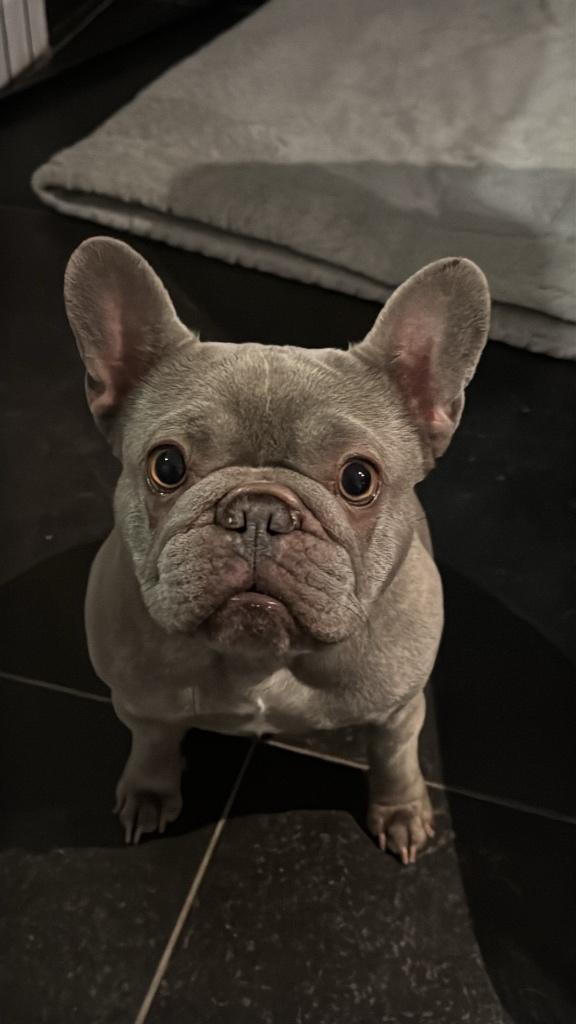Franse bulldog, Dieren en Toebehoren, Honden | Bulldogs, Pinschers en Molossers, België, Particulier, 1 tot 2 jaar, Teef