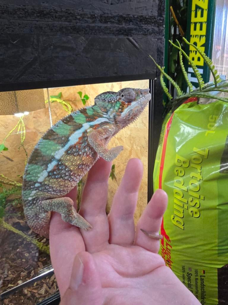 Furcifer pardalis ambilobe Chameleon - unknown for sale from Lost Treasures