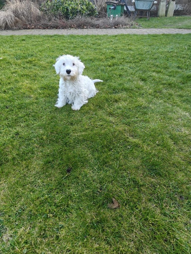 Sealyham Terriër Pups, Dieren en Toebehoren, 15 weken tot 1 jaar, Overige rassen, CDV (hondenziekte), Meerdere