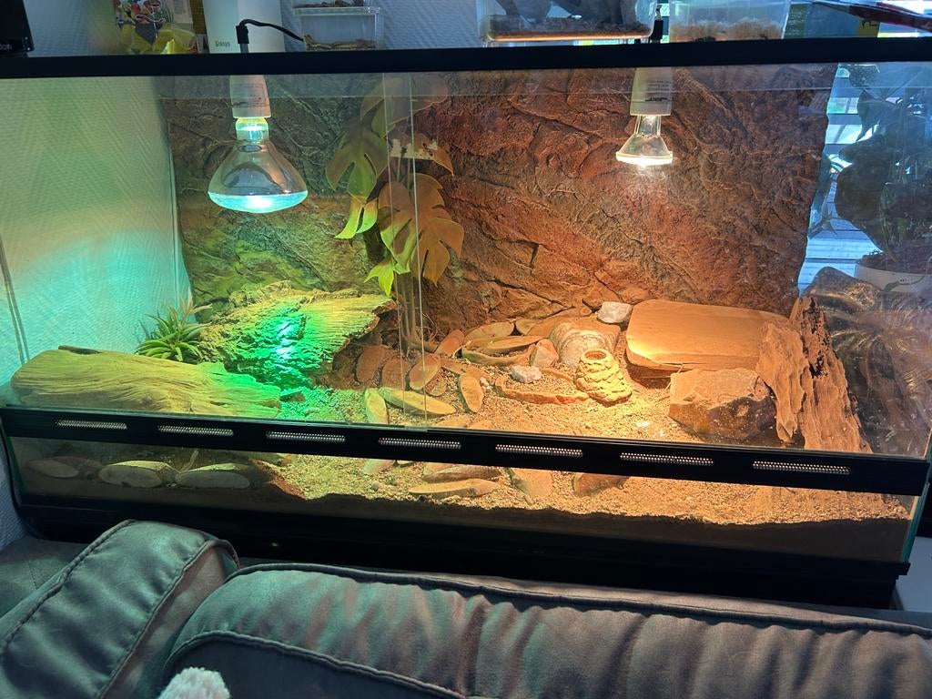 Terrarium met baardagaam 98,5 x 47,5 x 49,5 Bearded Dragon - female for sale from Jeffrey kortekaas