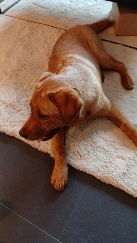 Huis / honden / dieren oppas nodig ? Stuur gerust een pb, Dieren en Toebehoren, Honden-accessoires, Ophalen