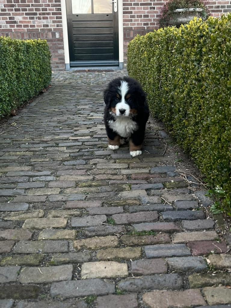 Berner sennen pups, Groot, Meerdere, Meerdere dieren, Nederland