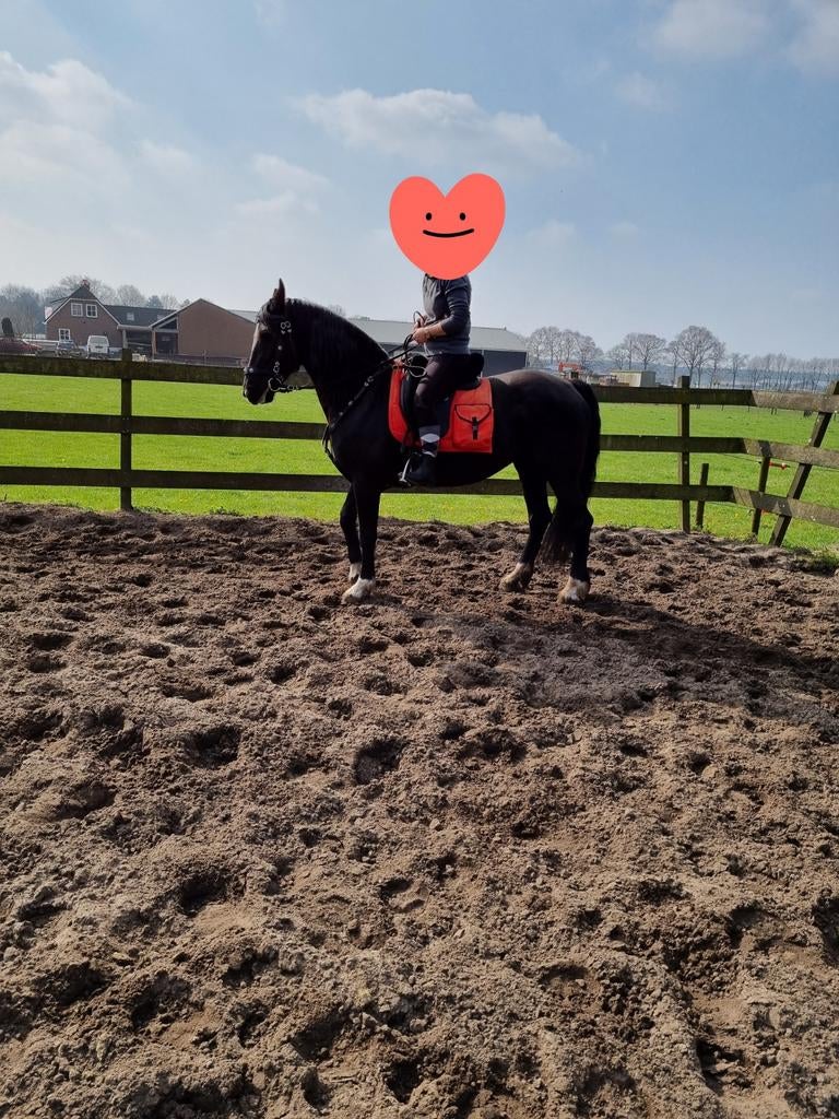 Temperamentvolle merrie te koop, Gechipt, 11 jaar of ouder, Recreatiepony, Merrie