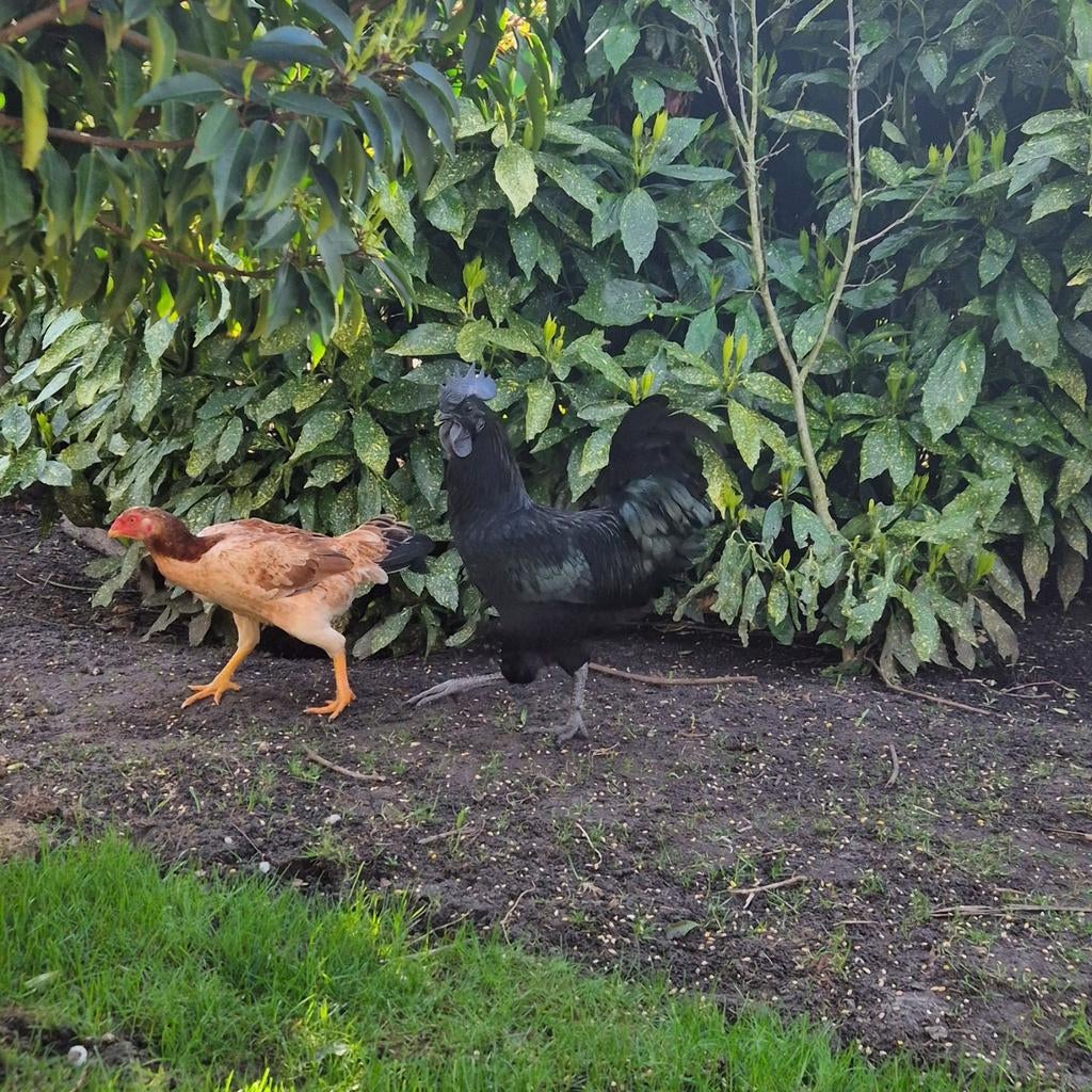 Prachtige Ayam Cemani haan, Dieren en Toebehoren, Pluimvee, Mannelijk, Kip