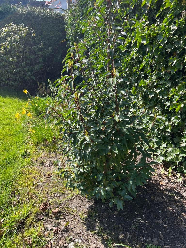 Laurier caucasica voor haag of als struik, Ophalen, Laurier, 100 tot 250 cm