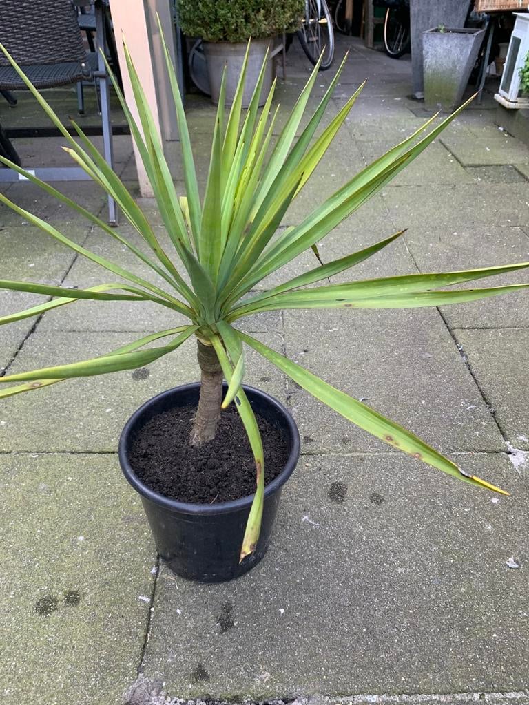 Palm lelie, Ophalen, Bloeit niet, Overige soorten, Volle zon