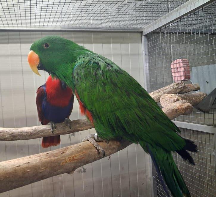 bewezen koppel edel papagaaien, Meerdere dieren, Parkiet, Geringd