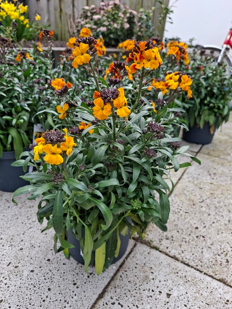 Muurbloem (Erysimum) - Oranje/Geel - Vaste plant, Tuin en Terras, Ophalen of Verzenden, Overige soorten, Volle zon
