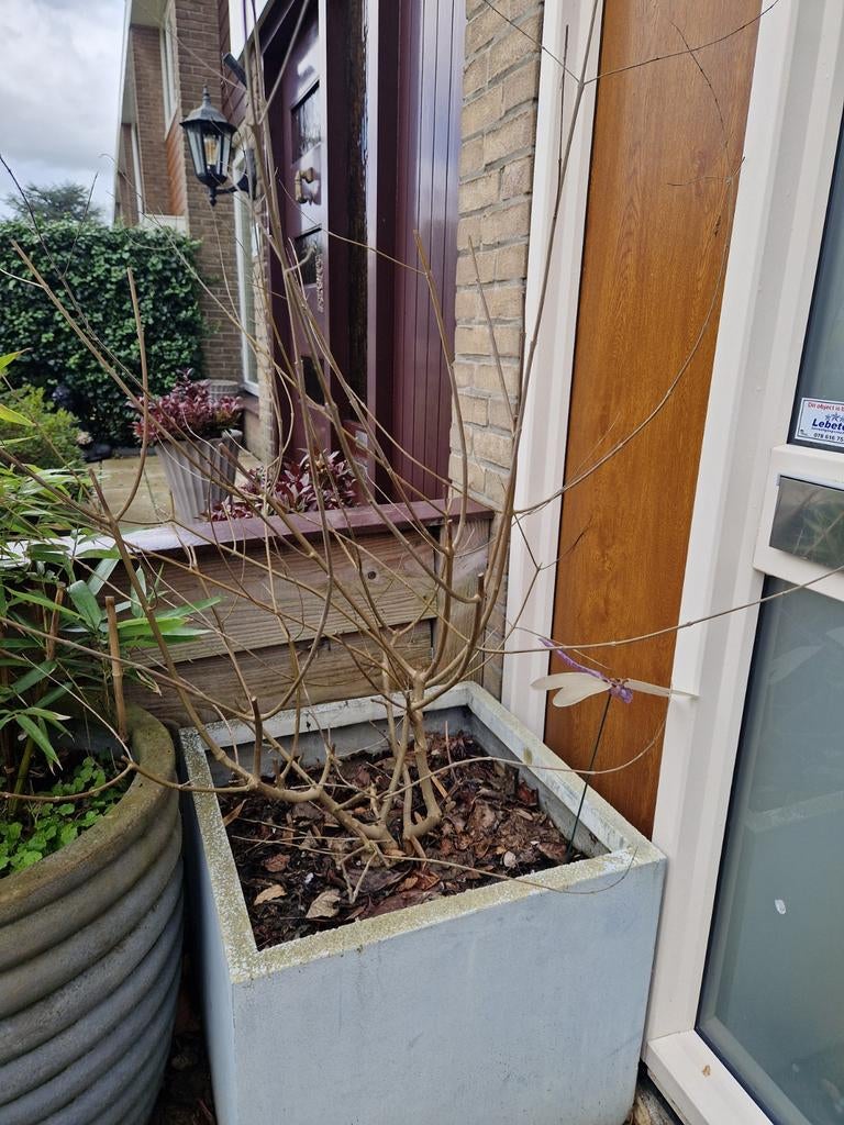 Verschillende planten, Ophalen, Overige soorten, Volle zon