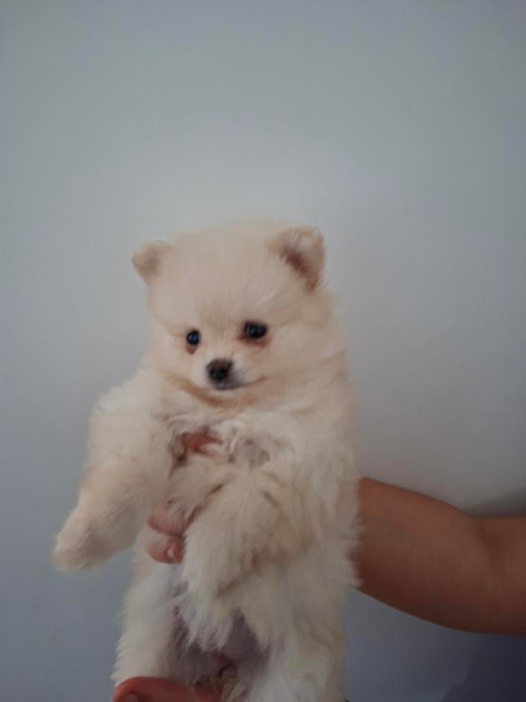 Pomeranian/ pomeriaan / dwergkees, Parvo, Keeshond, 8 tot 15 weken, Meerdere