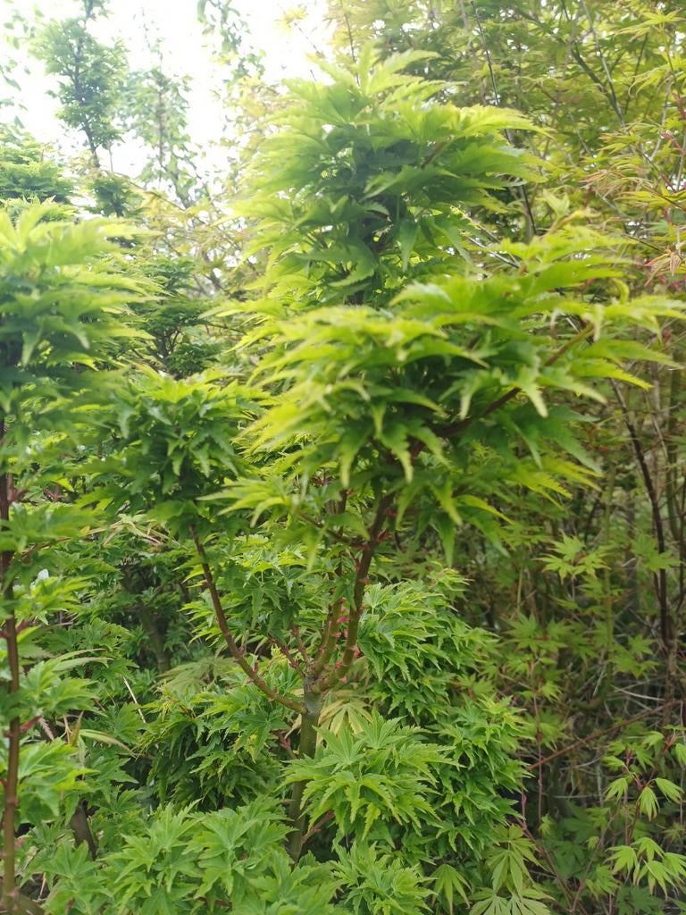 Acer palmatum pré bonsai en andere soorten, Bloeit niet, Halfschaduw, Overige soorten, 100 tot 250 cm