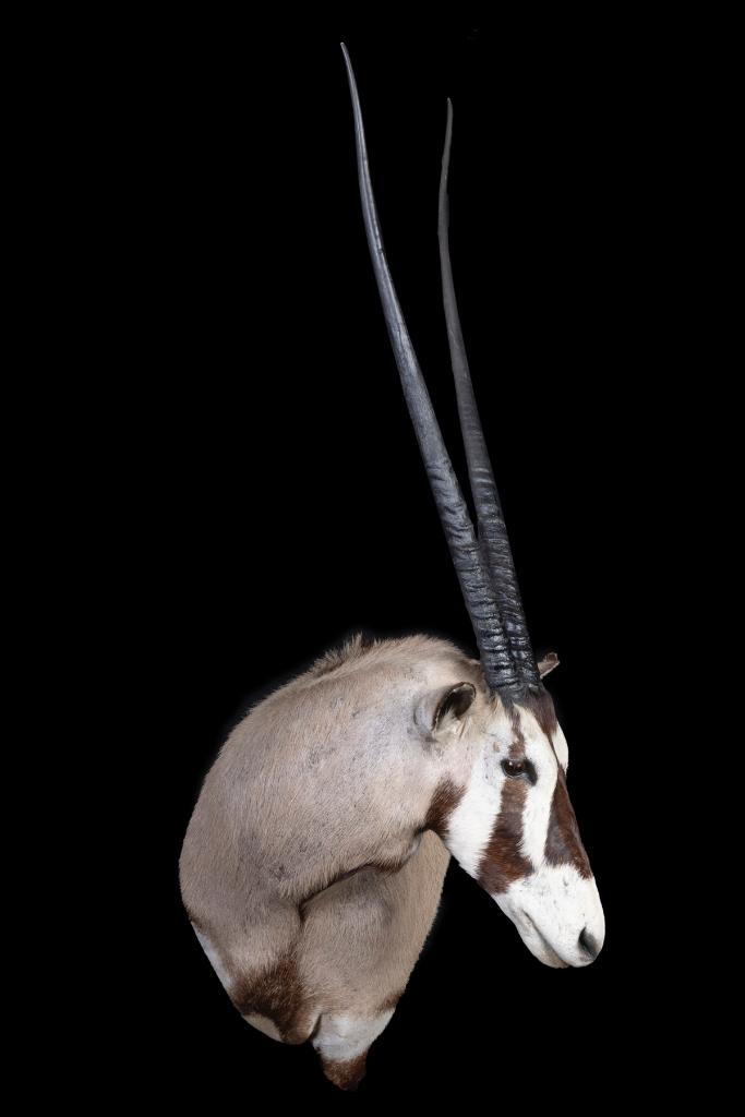 Oryx Taxidermy, Ophalen of Verzenden, Zo goed als nieuw, Overige soorten, Opgezet dier