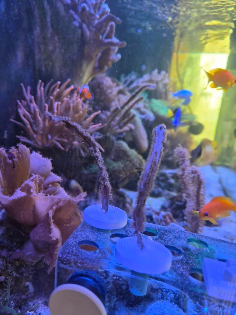 Pterogorgia citrina (ribbon gorgonian), Dieren en Toebehoren, Kreeft, Krab of Garnaal