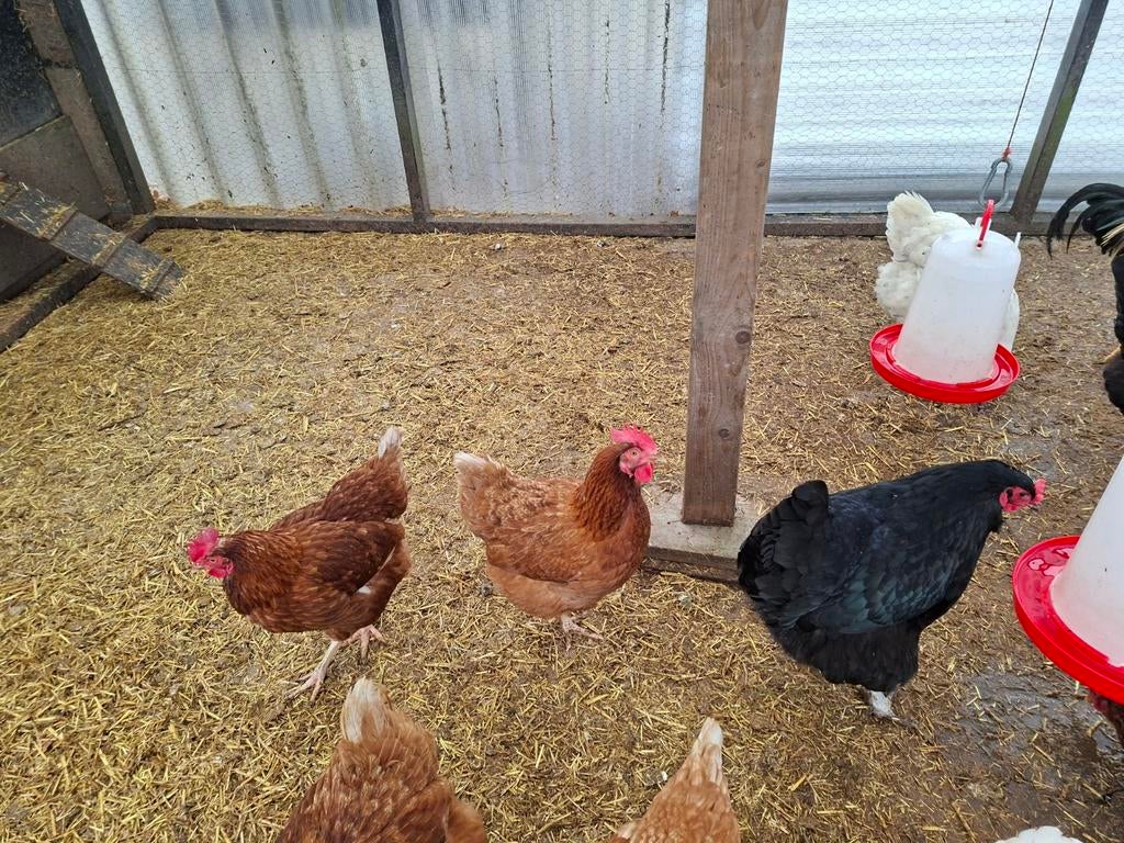 3 bruine leghennen, Vrouwelijk, Kip