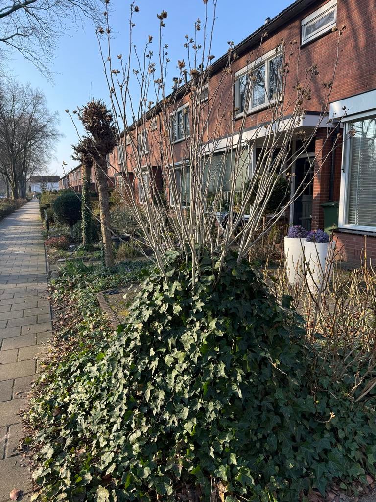 GRATIS Boom met klimop, Tuin en Terras, Planten | Bomen, Overige soorten, 250 tot 400 cm, Zomer, Ophalen