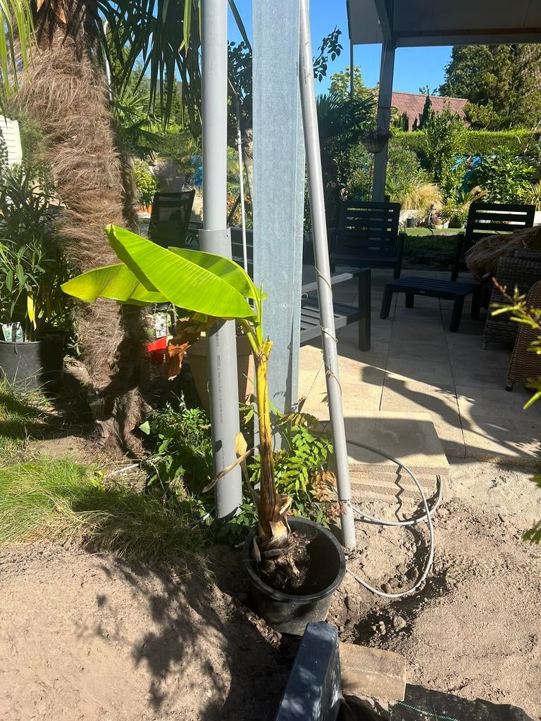 Bananen plant., Ophalen, Halfschaduw, Overige soorten