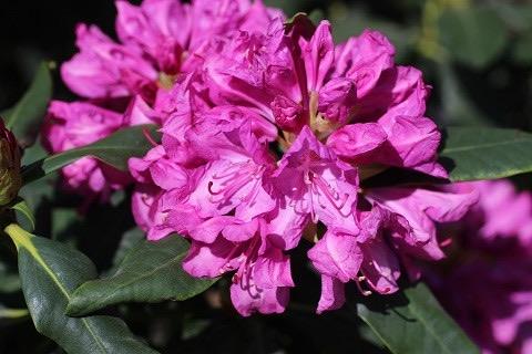 Rhododendron Roseum Elegans. AANBIEDING!, Ophalen, Overige soorten, Halfschaduw