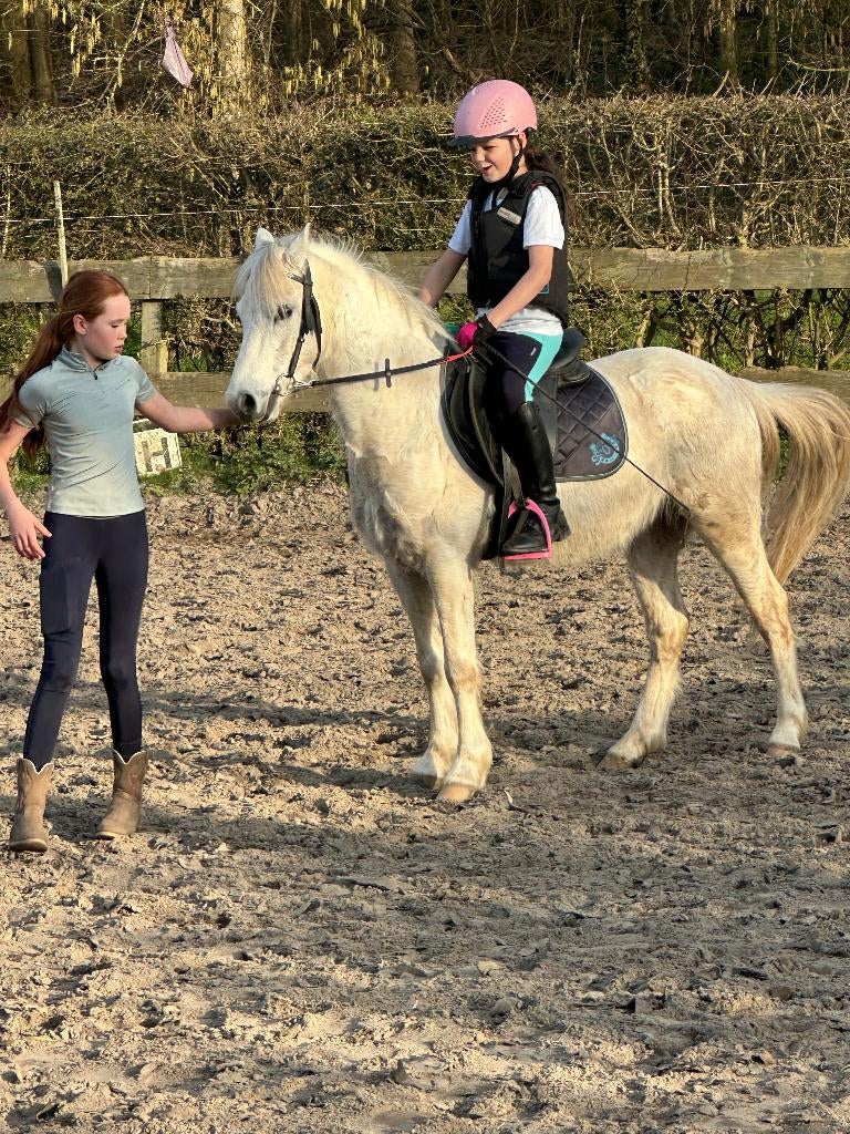 pony 7 jaar, Dieren en Toebehoren, Pony's, Ruin, C pony (1.27m tot 1.37m), 7 tot 10 jaar, Recreatiepony