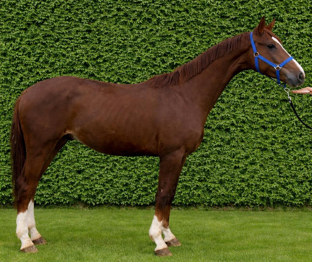 3 jarige kwpn hengst van Barton VDL x Jazz, Met stamboom, Dressuurpaard, Hengst, 3 tot 6 jaar