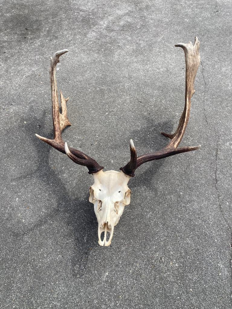 Damherten gewei, Ophalen of Verzenden, Zo goed als nieuw, Hert, Gewei of Kop