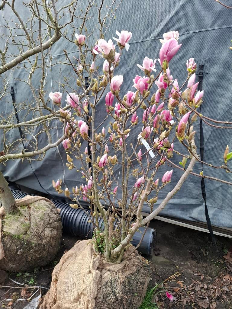 Leegverkoop kwekerij, Volle zon, 100 tot 250 cm, Zomer, Overige soorten