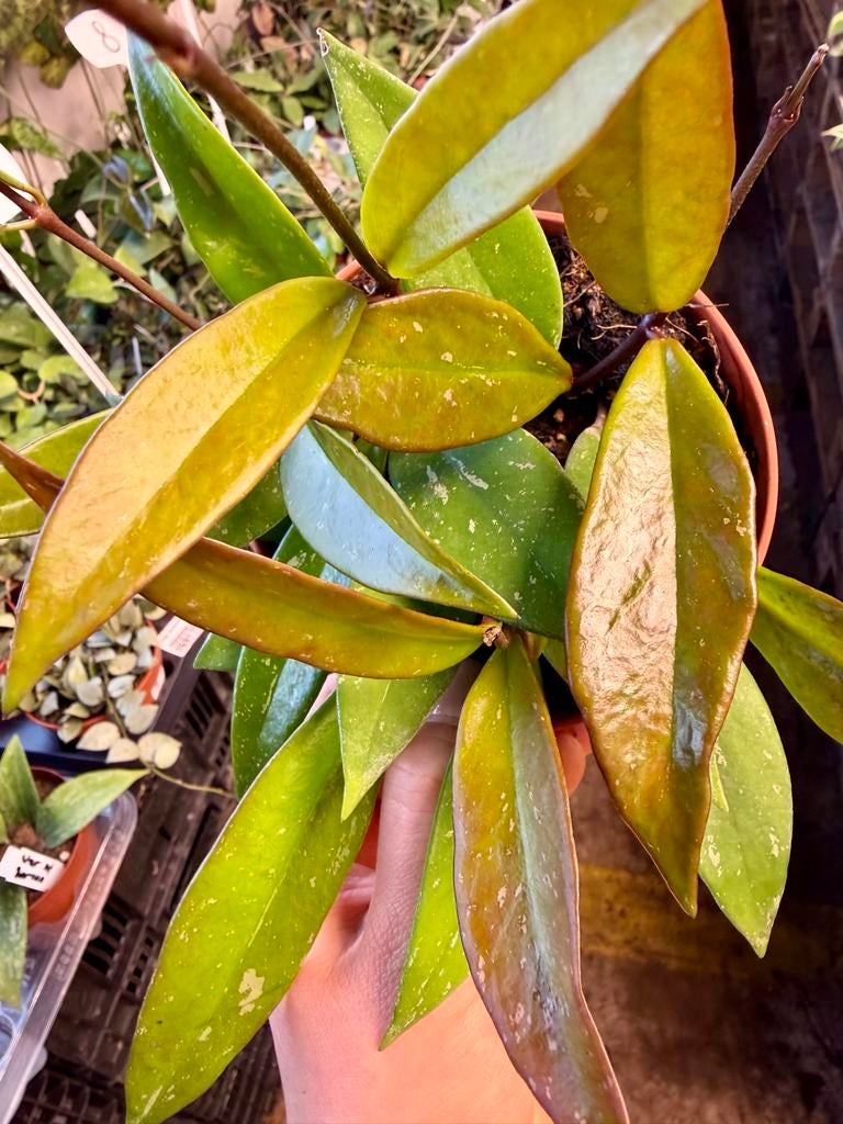 Hoya carnosa 'Publicalyx' p12, Huis en Inrichting, Kamerplanten, Ophalen of Verzenden