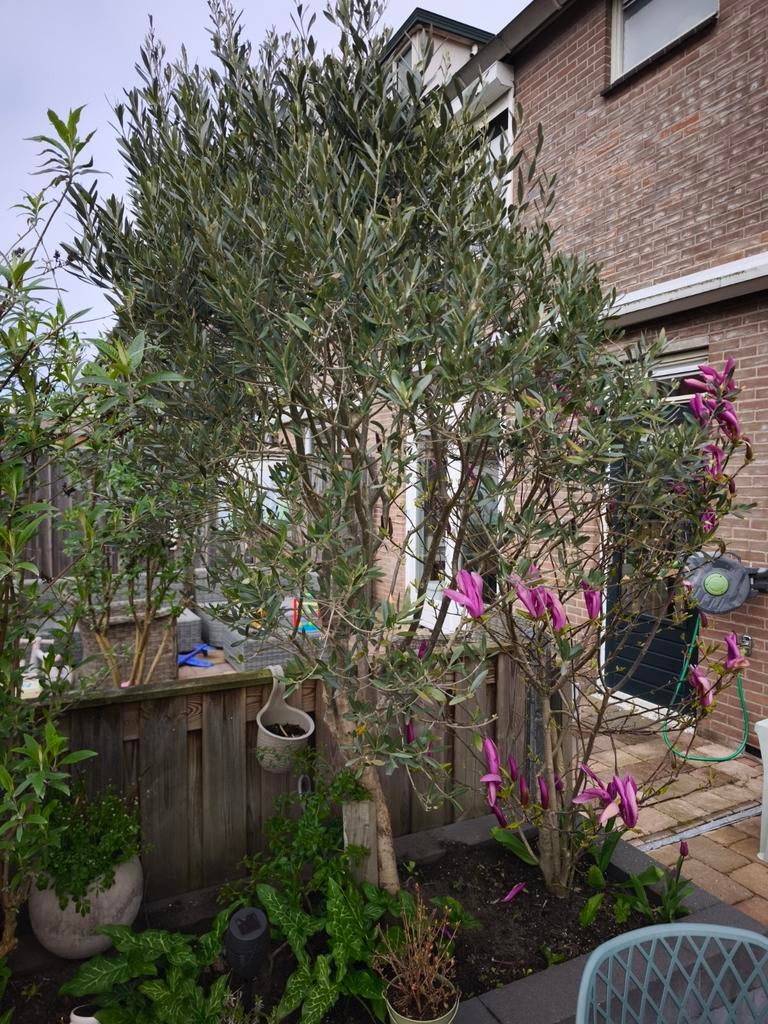 Olijfboom, Tuin en Terras, Planten | Bomen, Ophalen, Volle zon, Olijfboom, 100 tot 250 cm