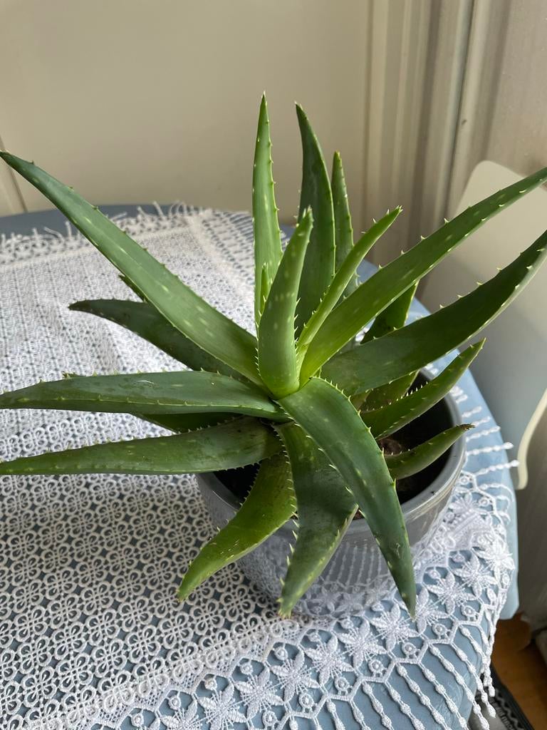 Aloë Vera plant in pot, Huis en Inrichting, Kamerplanten, Ophalen, Vetplant, In pot, Minder dan 100 cm