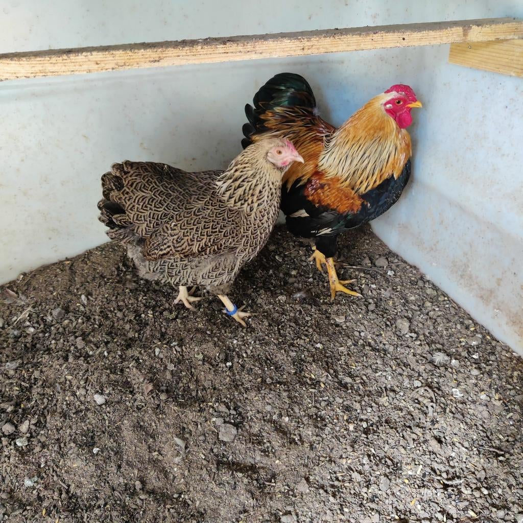 Wyandotte, geel patrijs., Meerdere dieren, Kip