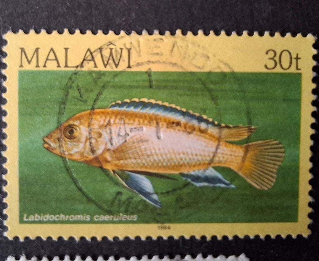 Malawi vis 2, Ophalen of Verzenden, Dier of Natuur