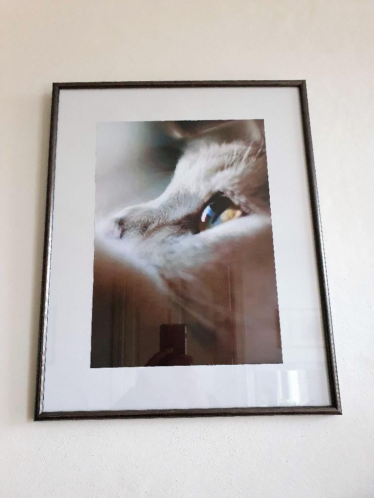 Ingelijste close-up van het oog van een kat, Ophalen, Overige materialen, Minder dan 50 cm, Zo goed als nieuw