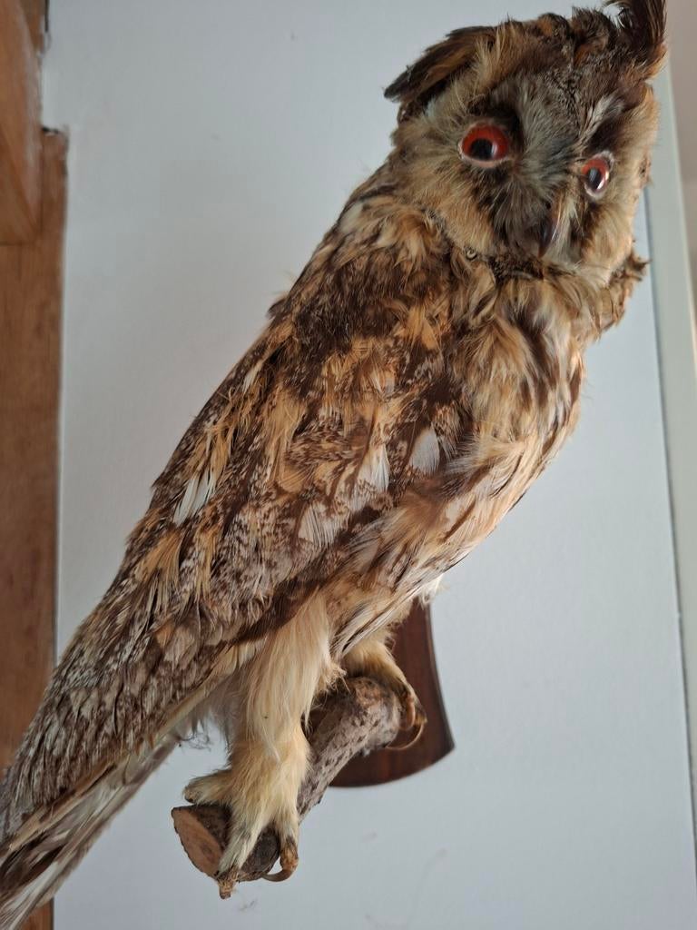 Opgezette uil, Verzamelen, Dierenverzamelingen, Ophalen of Verzenden, Zo goed als nieuw, Vogel, Opgezet dier